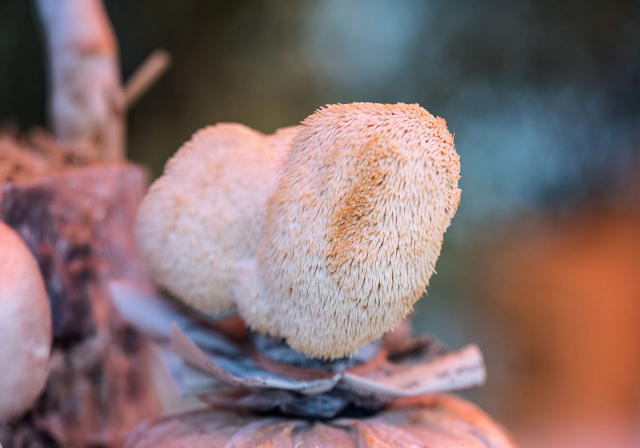 Suplementy pod lupą: Grzyb Lion’s mane